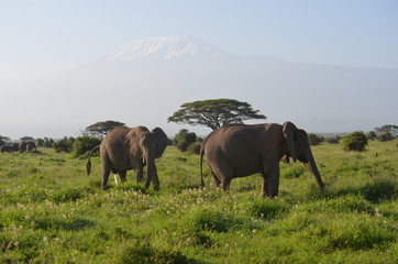 Naklejka na ściany i meble Mount Kilimanjaro with elephants