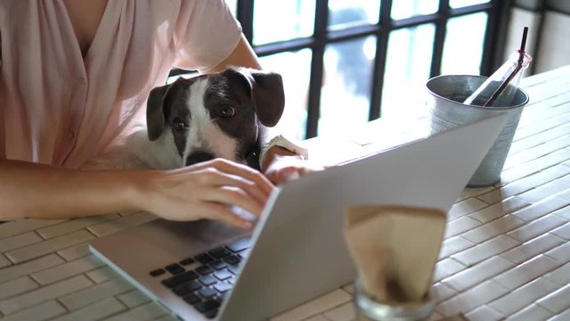 Woman And Her Pet Dog Using Laptop In Cafe. 4K. 