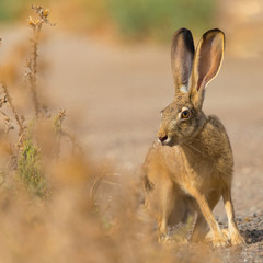 Black-tailed jackrabbit, seen in the wild near a north California marsh 