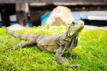 Iguana roaming free in Oranjestad's harbour, Aruba
