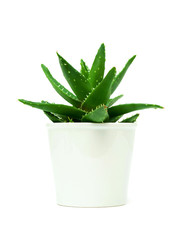 Growth of aloe vera in the flowerpot isolated on white background