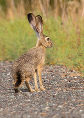 Black-tailed jackrabbit, seen in the wild near a north California marsh 