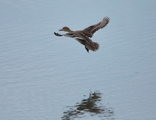 Female mallard about to land, seen in the wild in a North California marsh