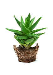 Aloe vera isolated on white background
