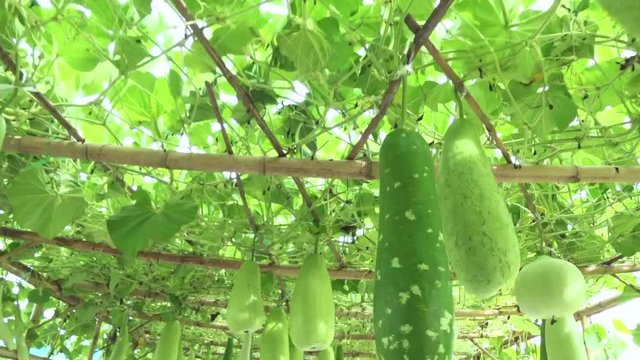 Winter melon with handheld at bamboo structure handheld and walking shot