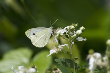 Butterfly 2017-89 / Common butterfly on white wildflower