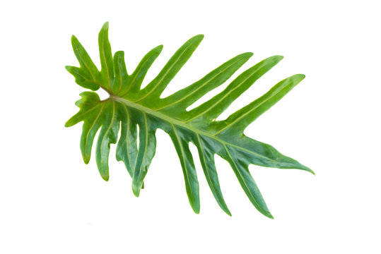 Leaf fern isolated on white background, Single green tropical leaf on white background