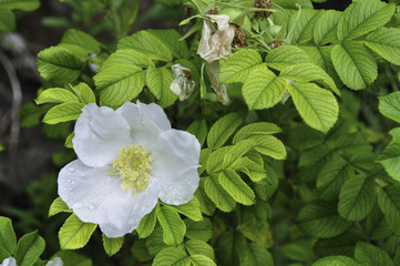 White flower with raindrops