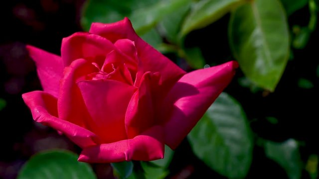 Single red rose moving in the wind as the focus bleeds off