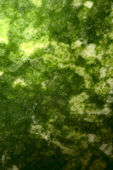 Green background of watermelon peel