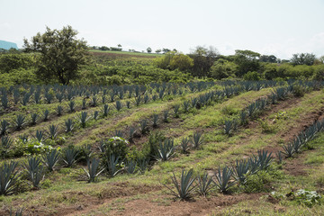 Campo de agave en Tequila, Jalisco México