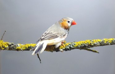 Zebra Finch sitting on a branch.