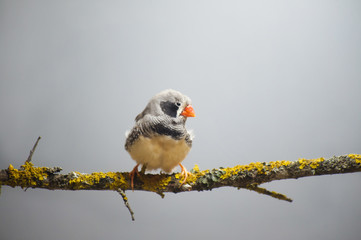 Zebra Finch sitting on a branch.