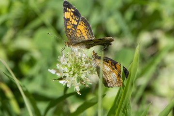 Butterfly 2017-88 / A pair of small butterflies on a clover flower