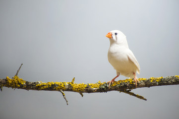 One, white Zebra Finch perched on a branch. On a blue background