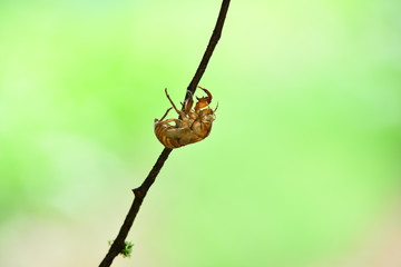 Husk of the cicada