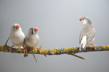 Zebra Finch bird group sitting on a branch.