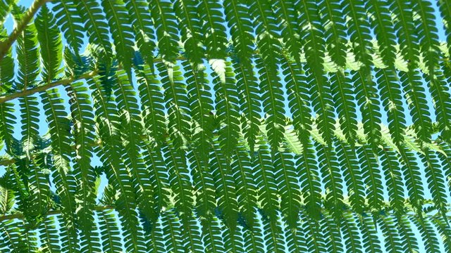 Backlit close up of green ferns with a blue sky background.