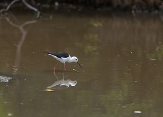 Black-winged Stilt. A common resident bird of Thailand taken from Bangpoo, Samutprakan. 