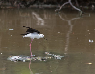 Black-winged Stilt. A common resident bird of Thailand taken from Bangpoo, Samutprakan. 