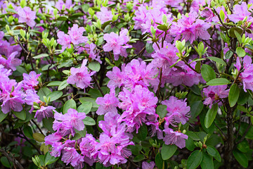 Background of a plant Rhododendron pink