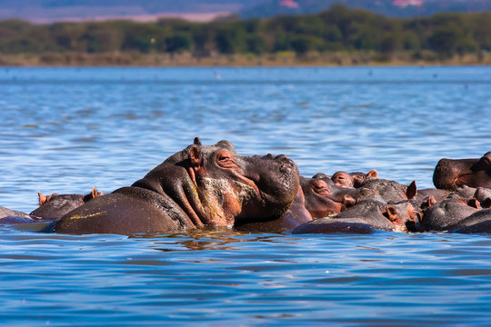 Hippos in the water. Africa.