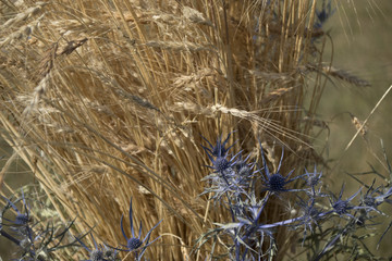 spighe di grano e calcatreppole / Eryngium