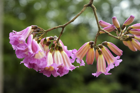 Purple lapacho in bloom