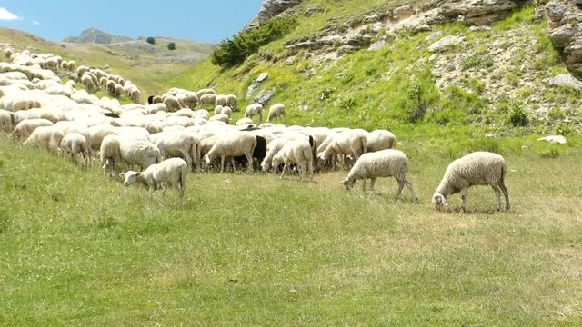 Flock of sheep on the meadow in mountains, slowmo HD