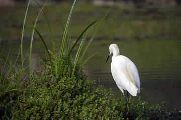Snowy egret fishing on lake