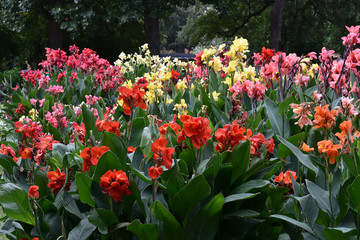 Multiple flower background