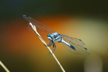シオカラトンボ
