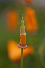 California Poppy Bud
