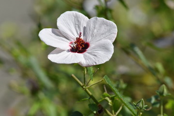 White flower bright red center