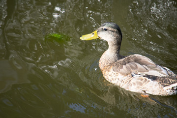 duck swimming