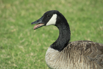 canadian honker head and neck