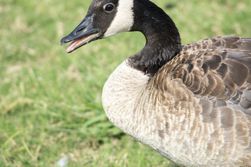 canadian goose