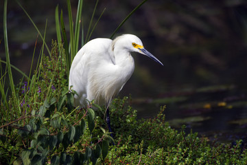 Snowy egret fishing on lake