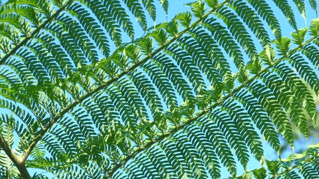 Backlit close up of green ferns with a blue sky background.