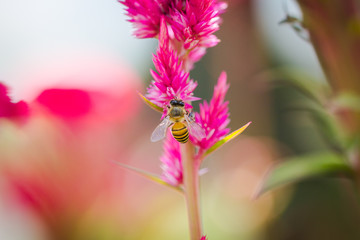 Bee with on the flower