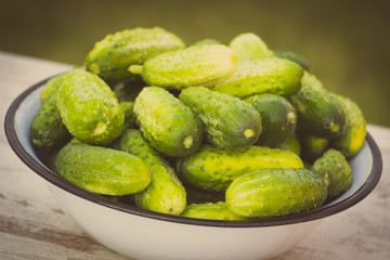 Vintage photo, Cucumbers in bowl in garden on sunny day