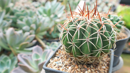 cactus in the flowerpot
