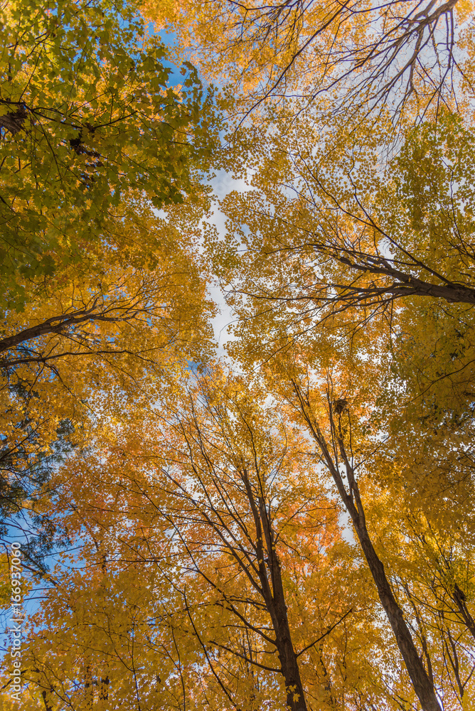 Poster golden autumn