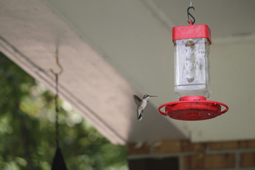 Hummingbird Square Feeder