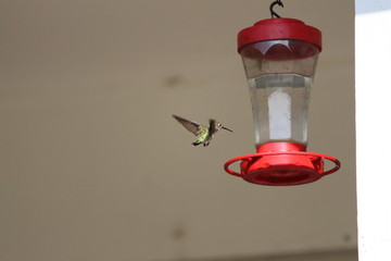 Hummingbird at Feeder