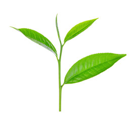 Fototapeta na wymiar green tea leaf ilsolated on white background