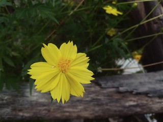Yellow cosmos