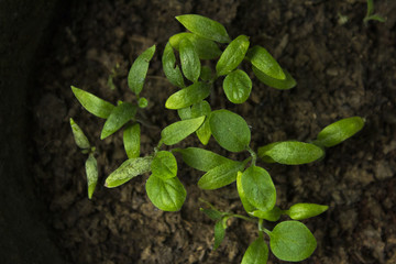 Leaf