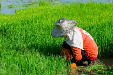 Naklejka na ściany i meble Farmer Thailand,farmers, The farmers are planting rice in a field .
