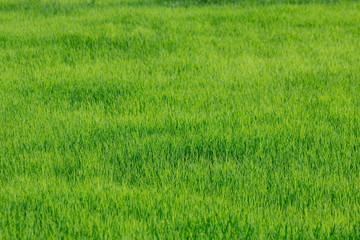 Farmer Thailand,farmers, rice in a field.